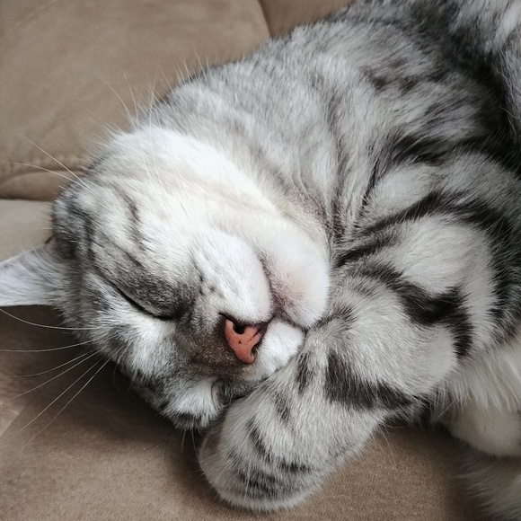 Meet your Posher, Tracy - Picture 1 of 1